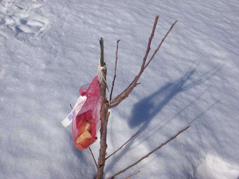 Deer eating my young trees - Homesteading Questions