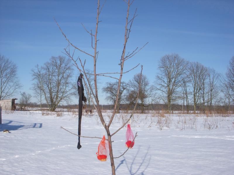 Deer eating my young trees - Homesteading Questions