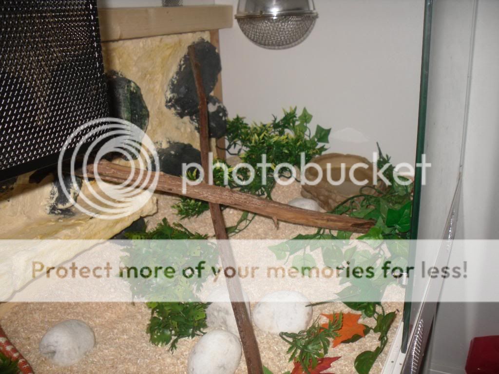 Terrarium For Corn Snake Reptile Tanks For SaleReptile Tanks For Sale